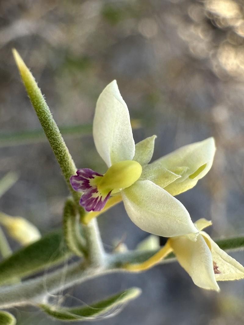 Intermountain Milkwort photo 2