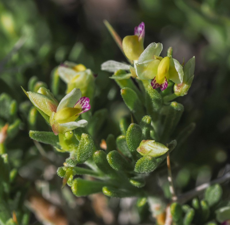 Intermountain Milkwort photo 4