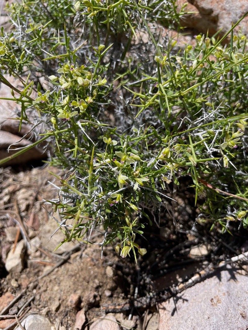 Intermountain Milkwort photo 6