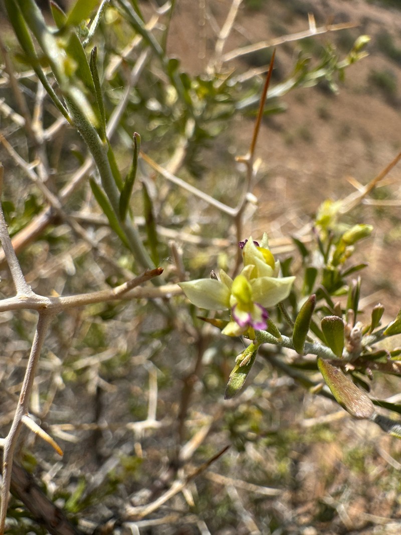 Intermountain Milkwort photo 7