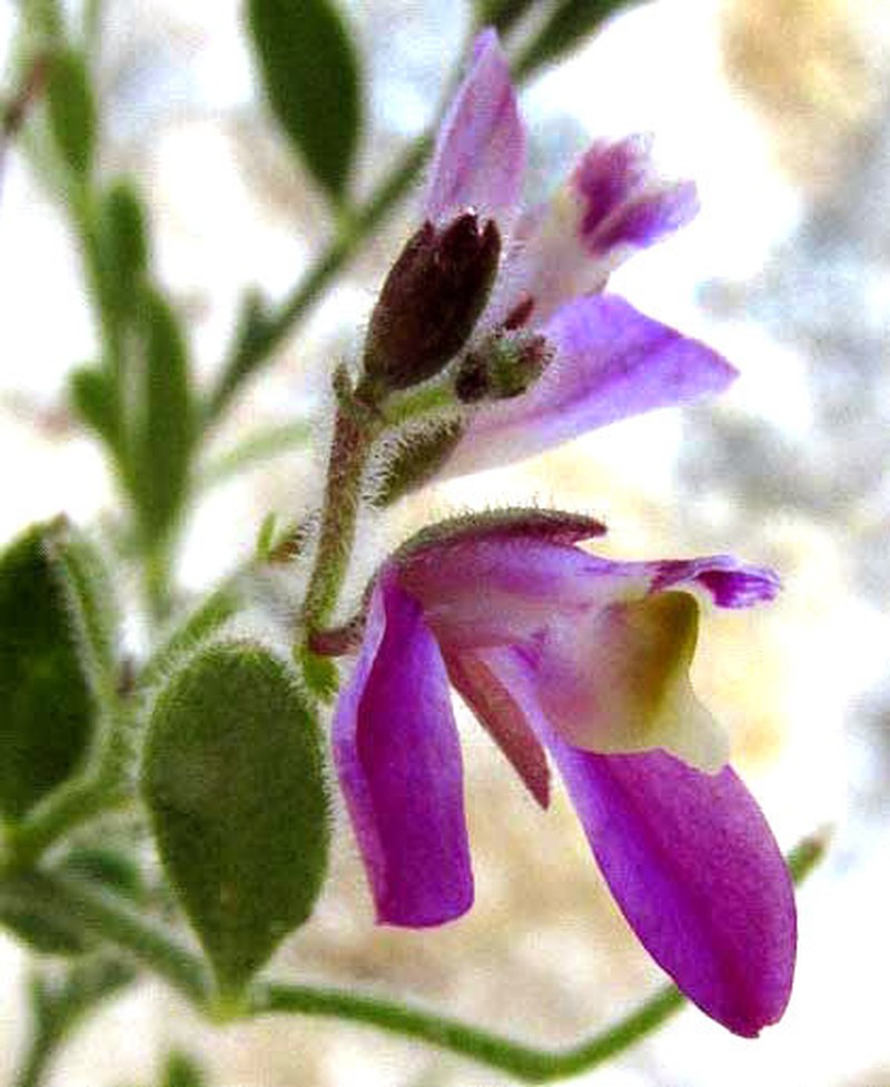 Shrubby Milkwort