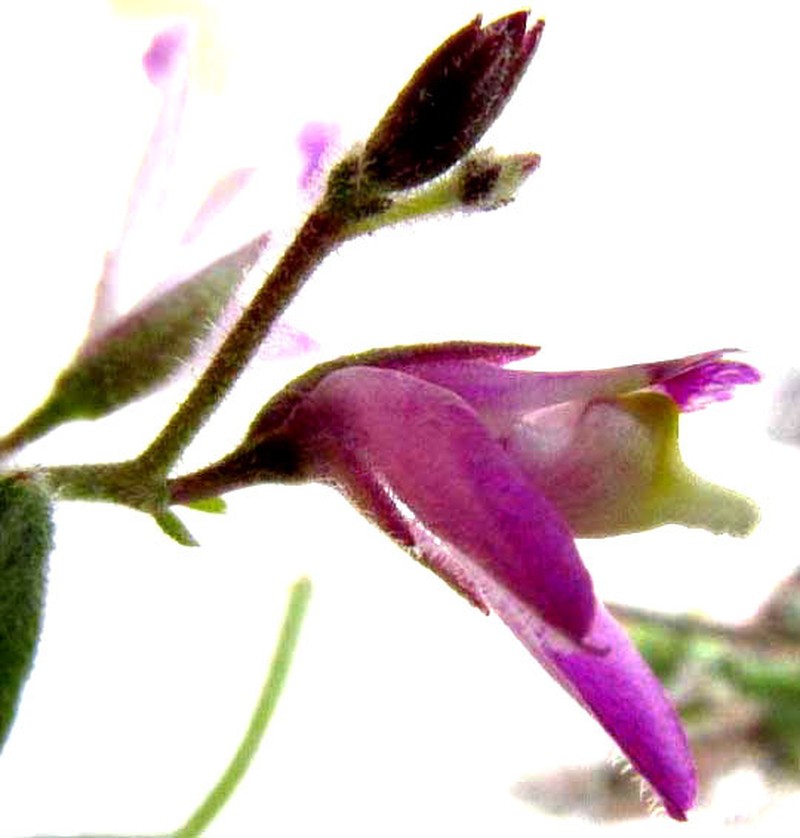 Shrubby Milkwort photo 2