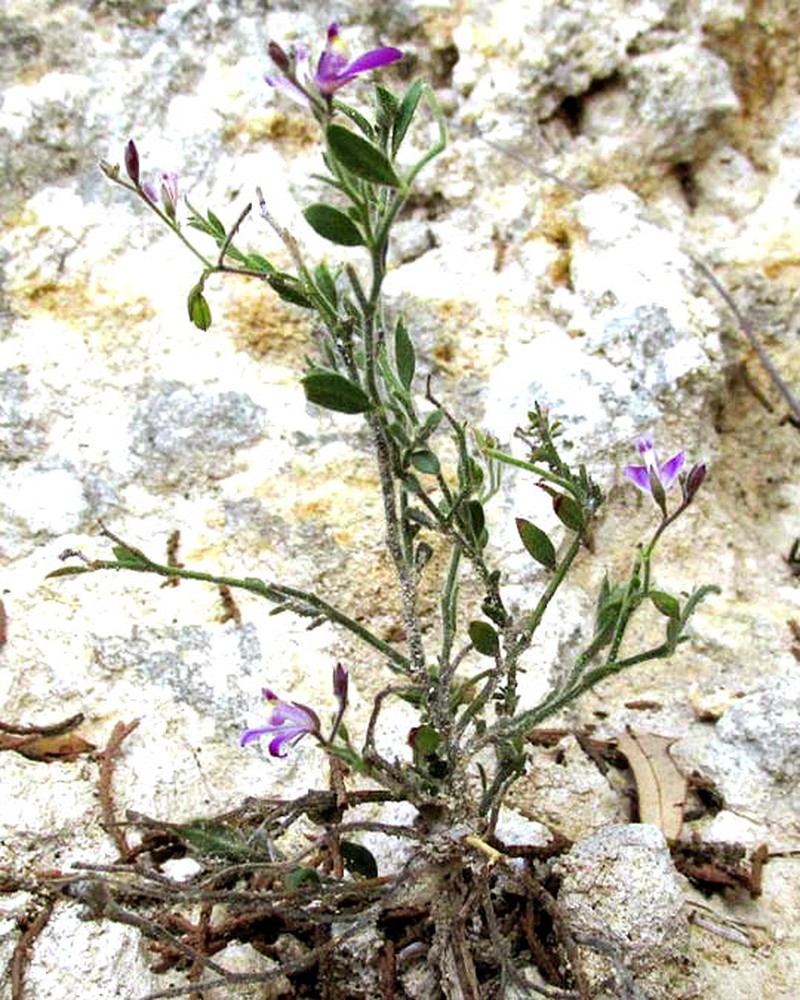 Shrubby Milkwort photo 3