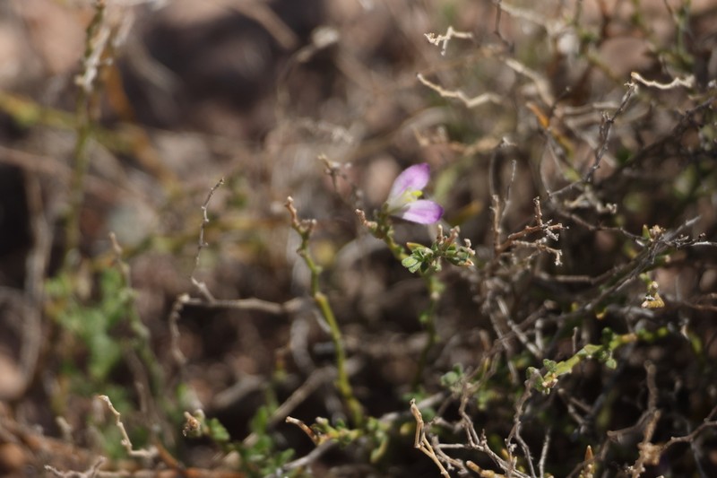 Shrubby Milkwort photo 4