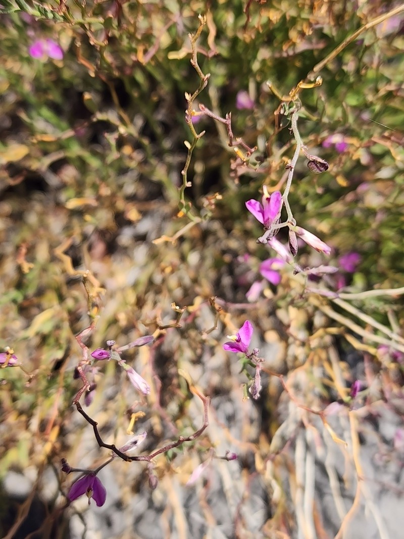 Shrubby Milkwort photo 5
