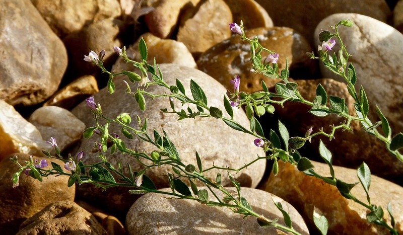 Shrubby Milkwort photo 6