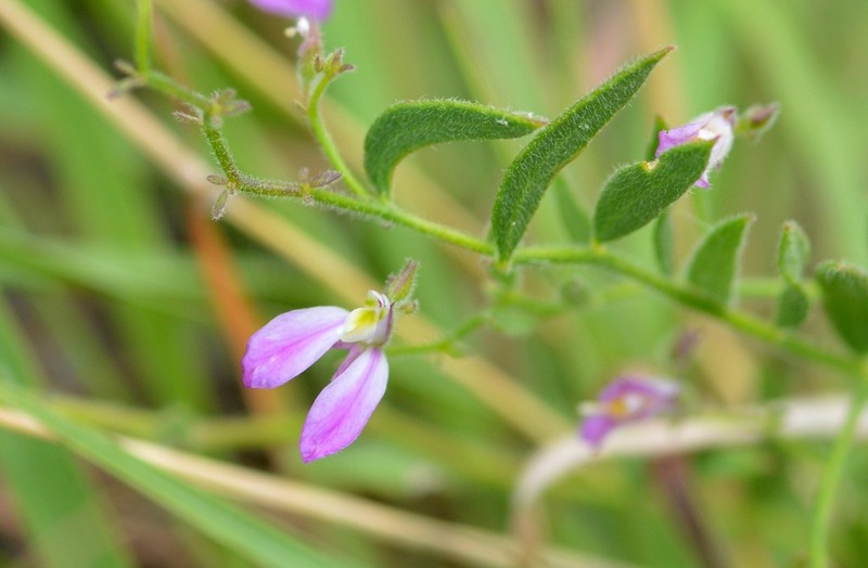 Shrubby Milkwort photo 7