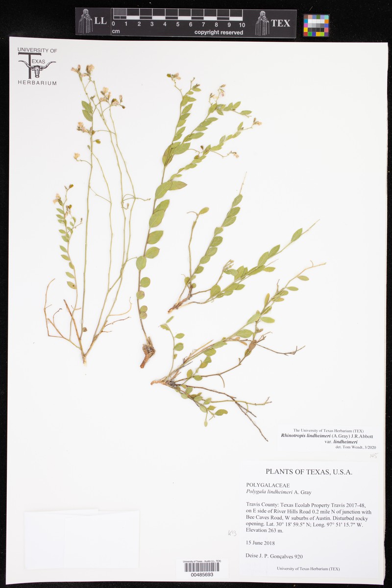 Rhinotropis lindheimeri var. lindheimeri photo 3