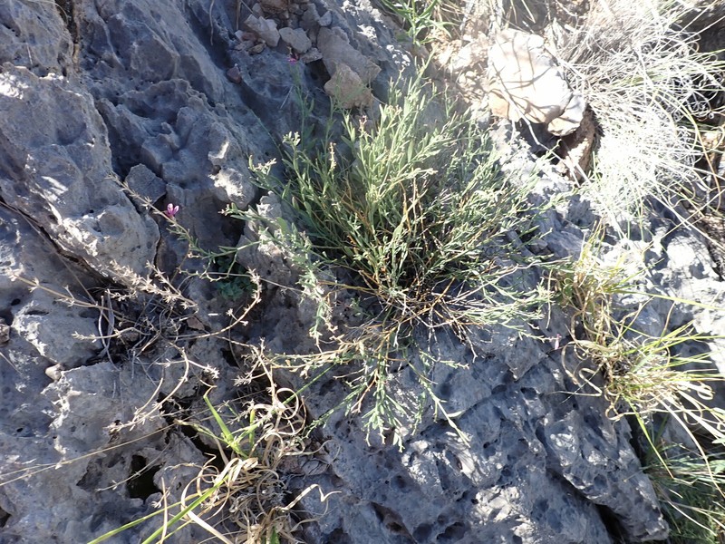 Rhinotropis lindheimeri var. parvifolia