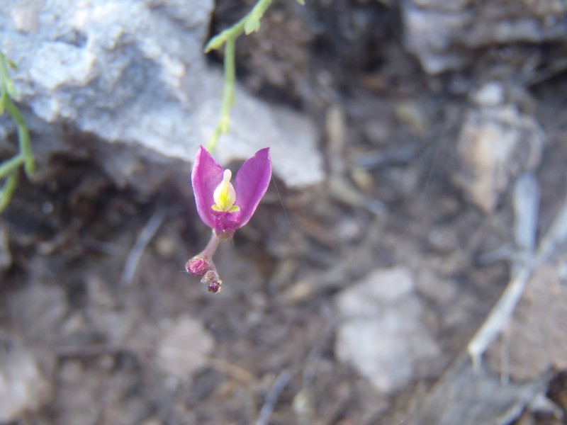 Rhinotropis lindheimeri var. parvifolia photo 2