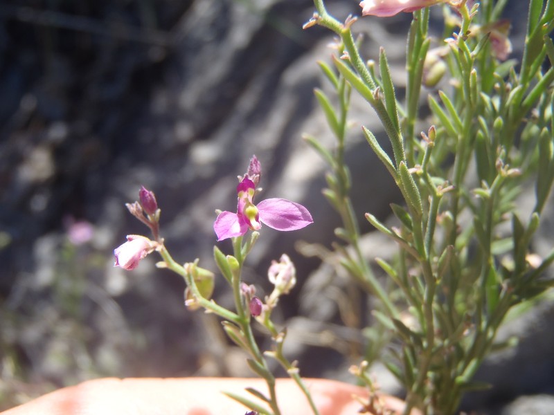 Rhinotropis lindheimeri var. parvifolia photo 3