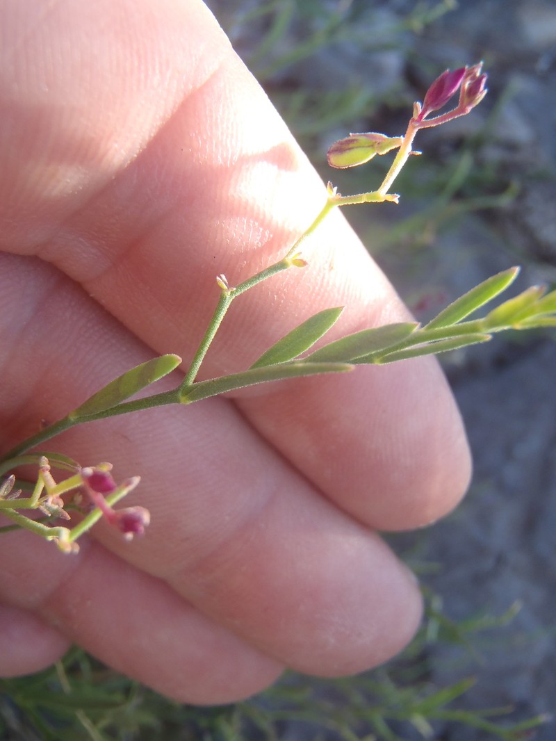 Rhinotropis lindheimeri var. parvifolia photo 4