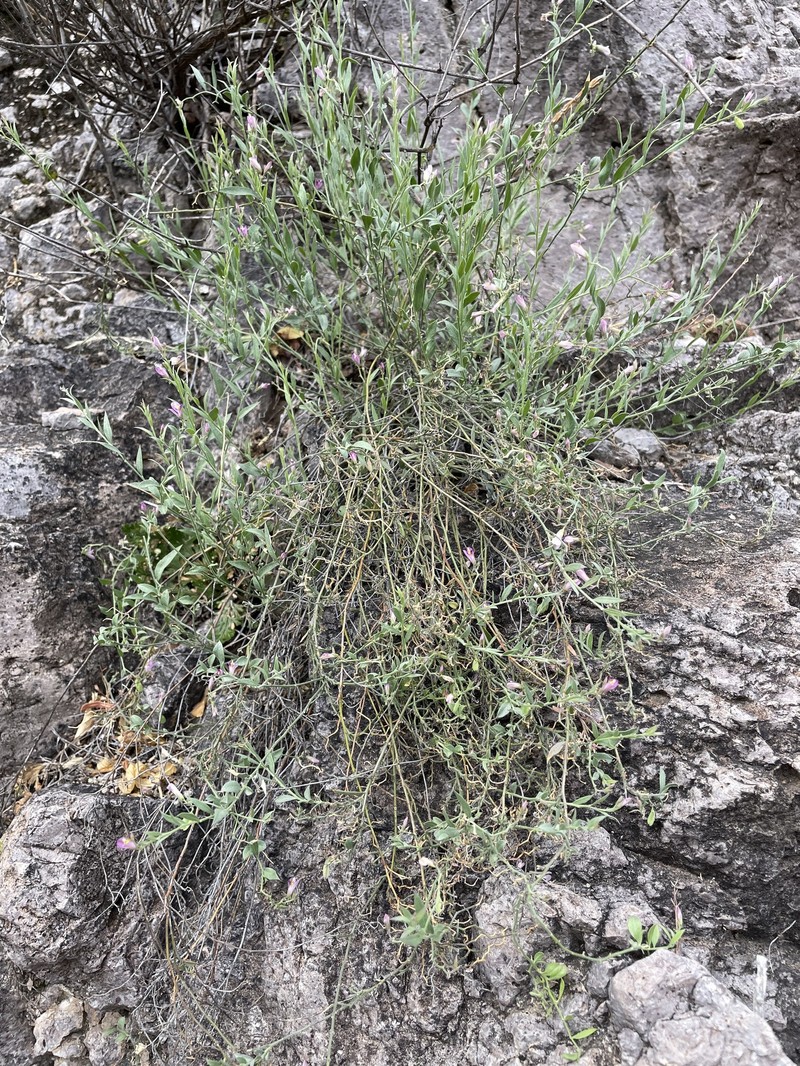 Rhinotropis lindheimeri var. parvifolia photo 5