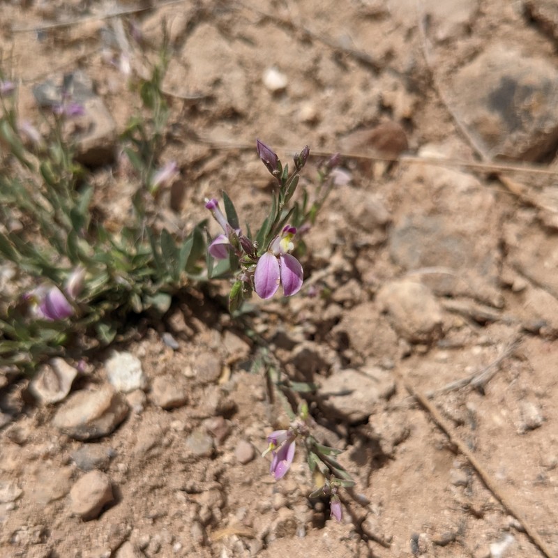 Rhinotropis lindheimeri var. parvifolia photo 6