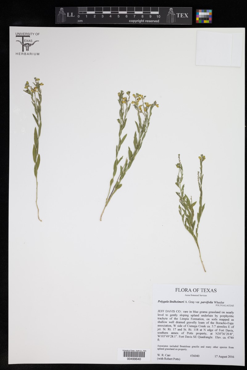 Rhinotropis lindheimeri var. parvifolia photo 7