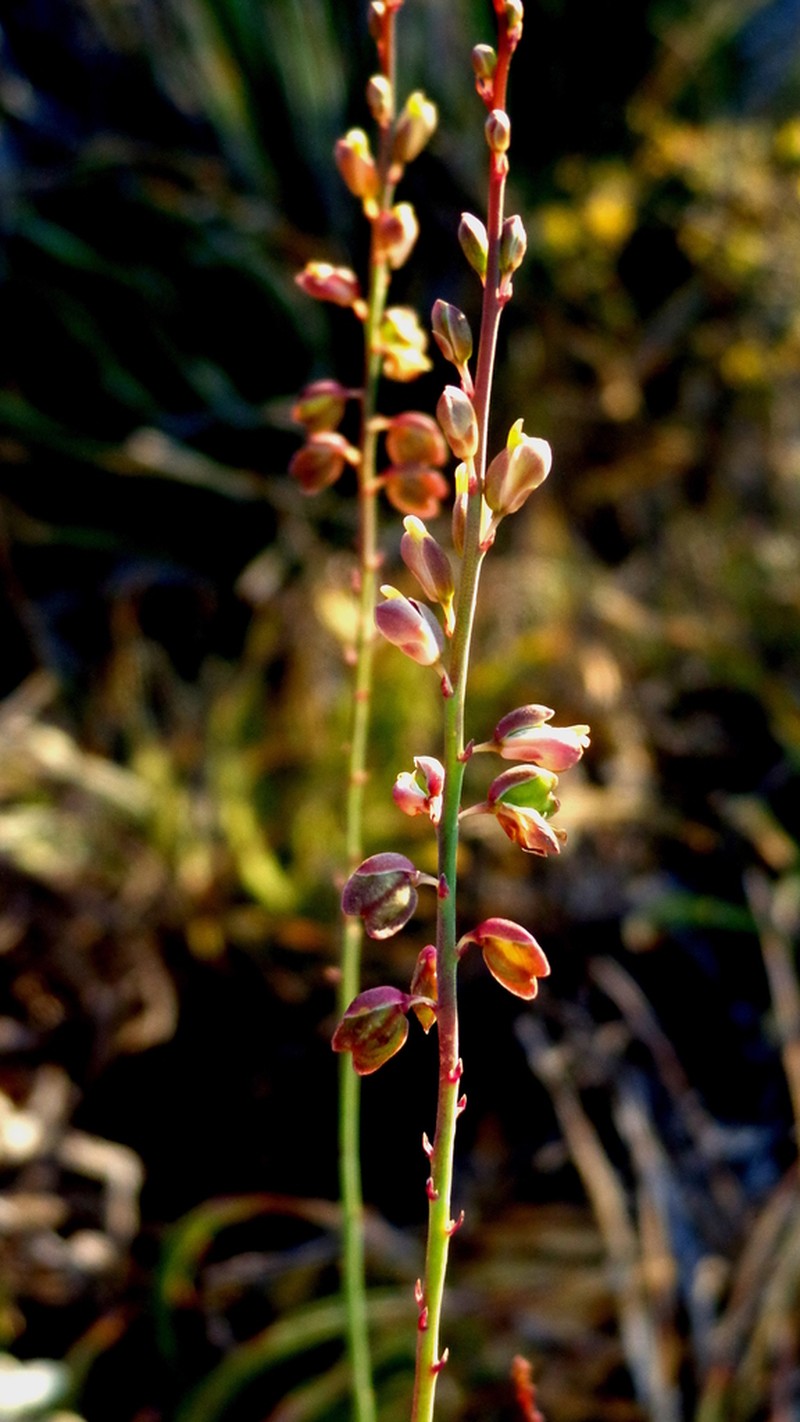 Rhinotropis madrensis