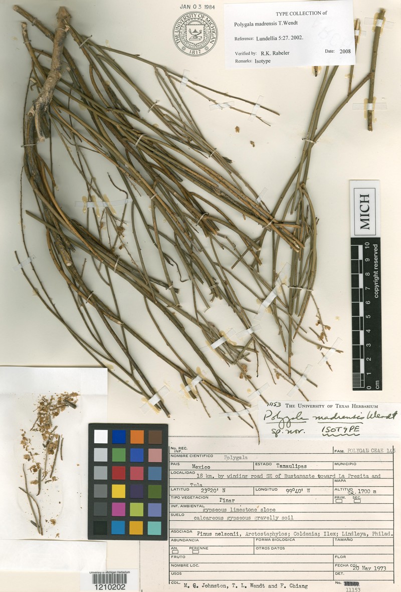 Rhinotropis madrensis photo 2