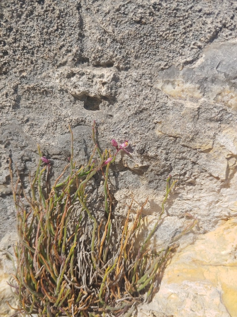 Rhinotropis minutifolia