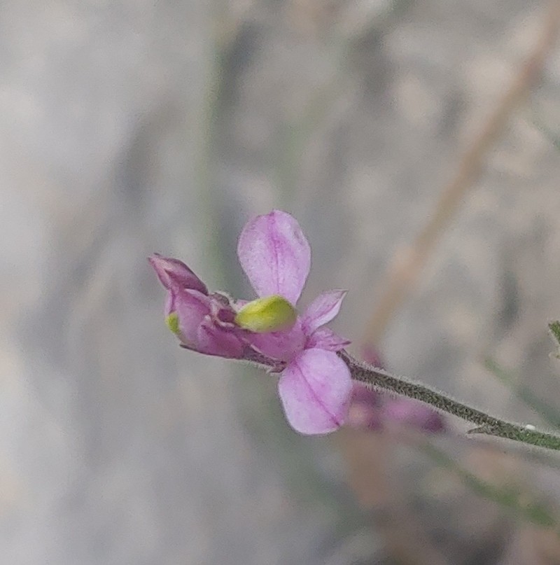 Rhinotropis minutifolia photo 2