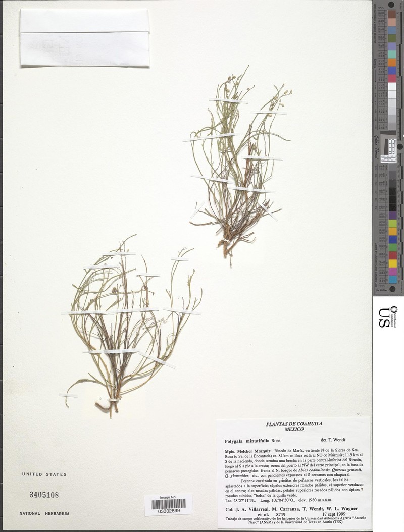 Rhinotropis minutifolia photo 3