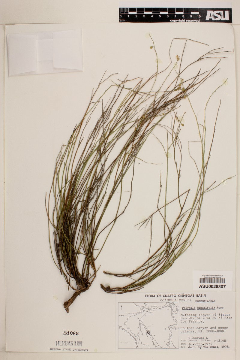 Rhinotropis minutifolia photo 4
