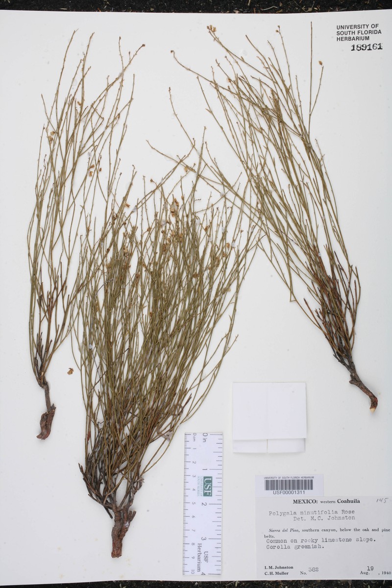 Rhinotropis minutifolia photo 5