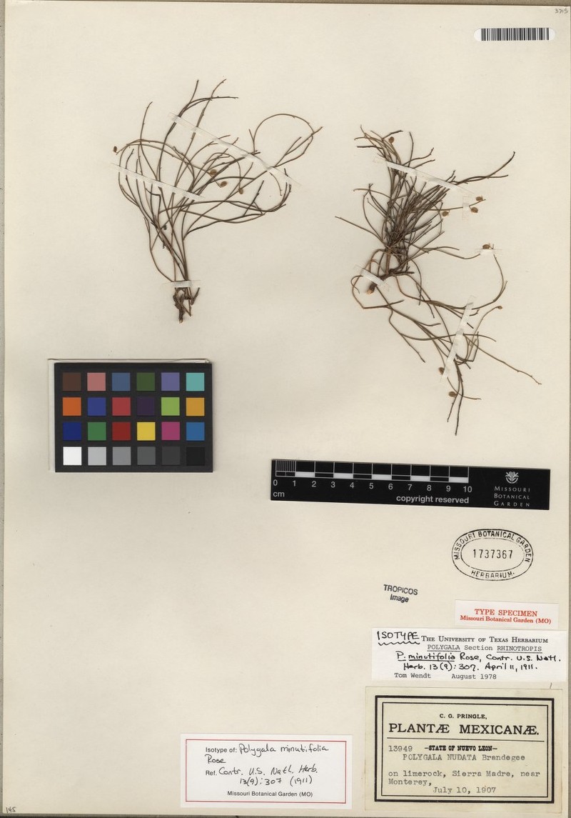 Rhinotropis minutifolia photo 6
