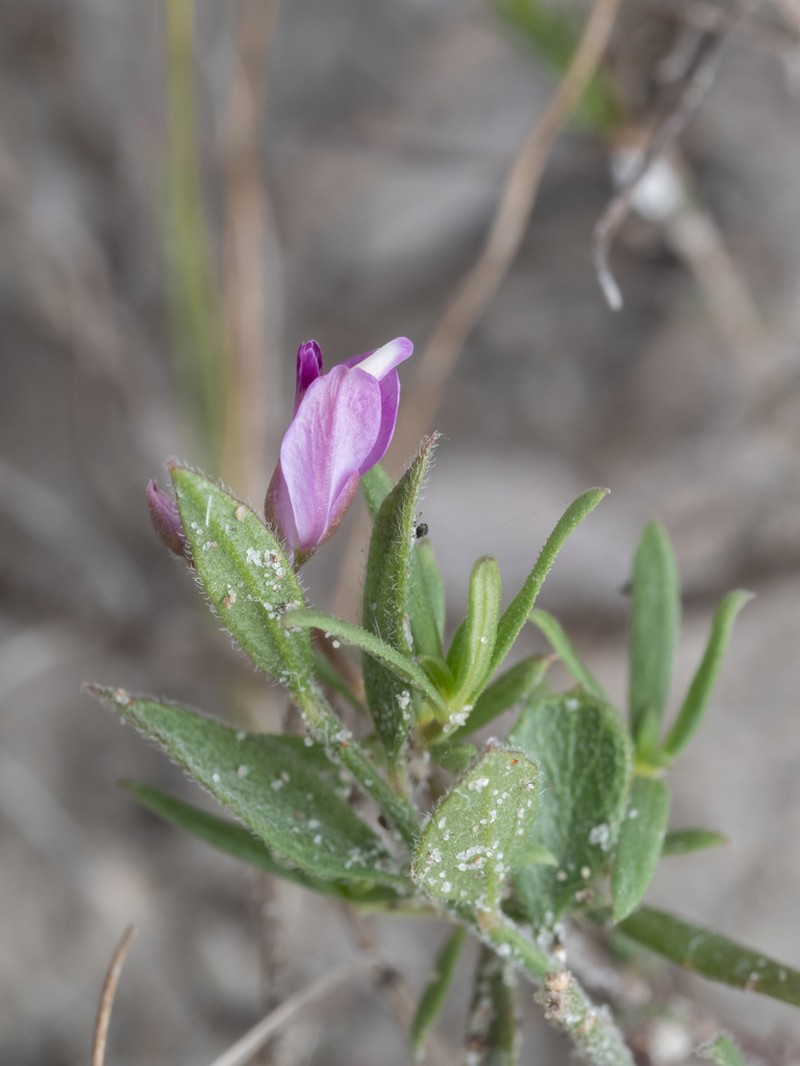 Shining Milkwort photo 2