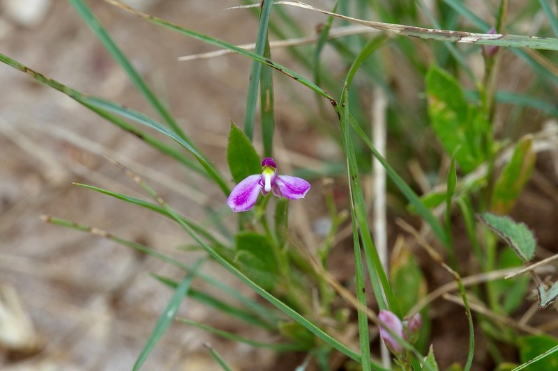 Shining Milkwort photo 4