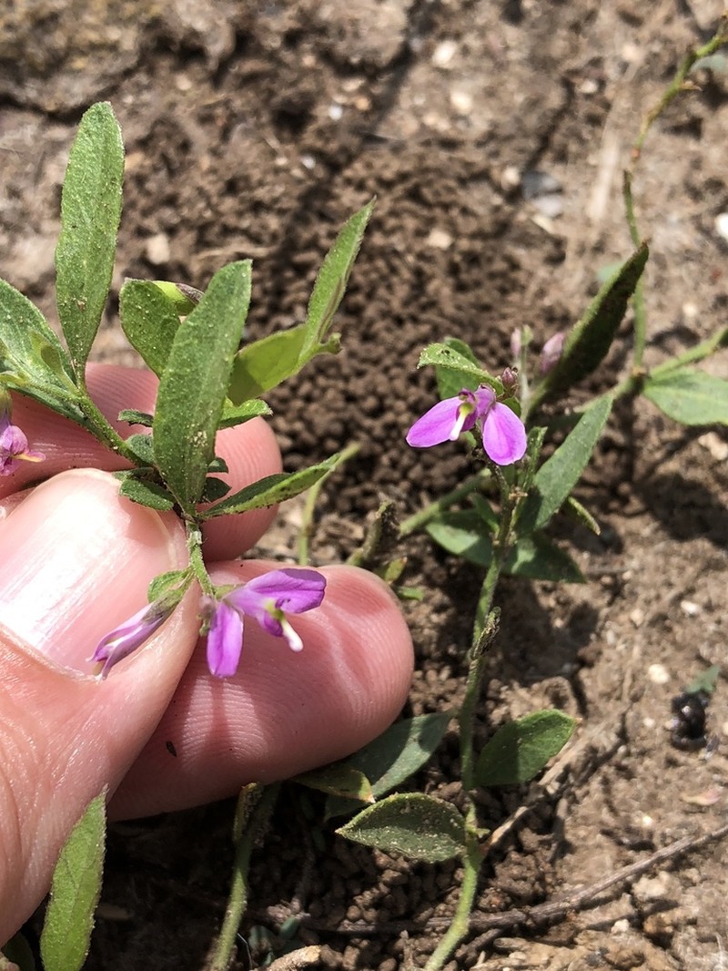 Shining Milkwort photo 5