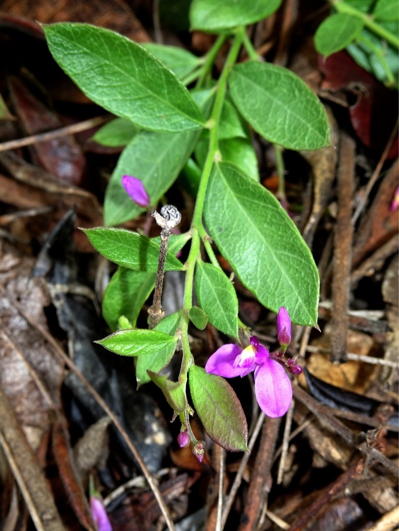 Shining Milkwort photo 6