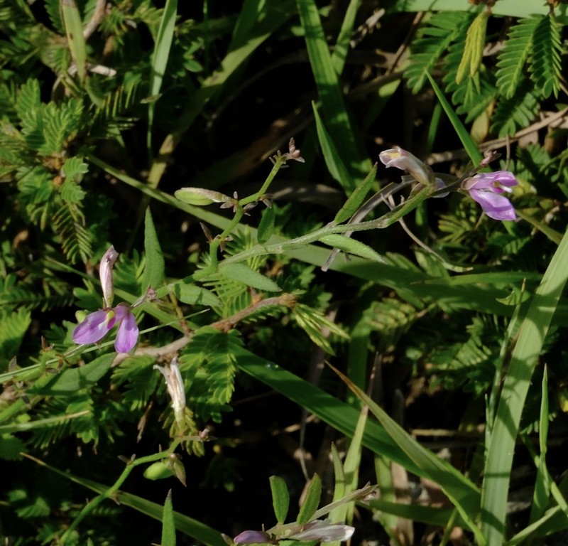 Shining Milkwort photo 7