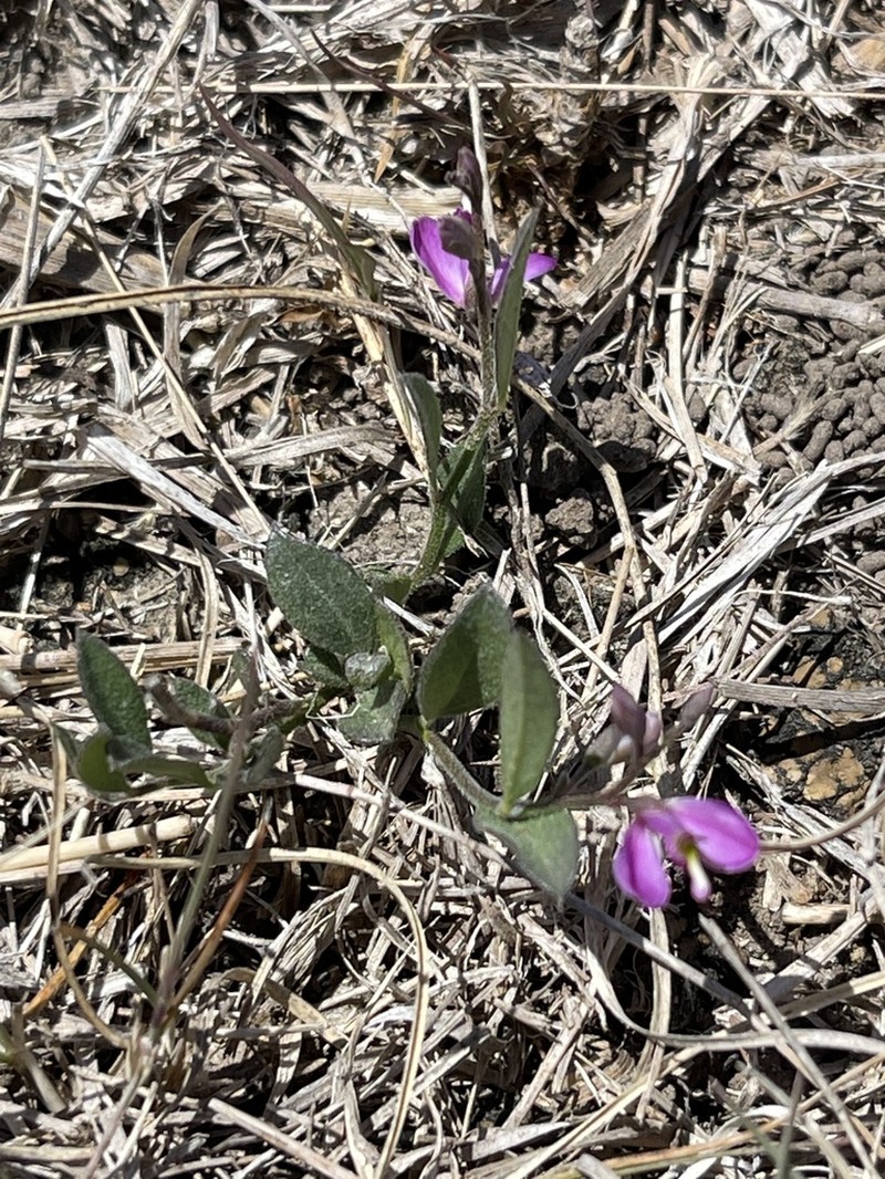 Shining Milkwort photo 8