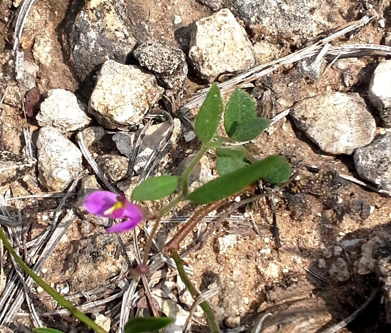 Rhinotropis nitida var. goliadensis photo 3