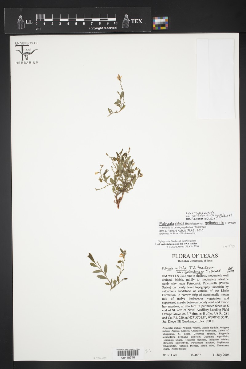Rhinotropis nitida var. goliadensis photo 4