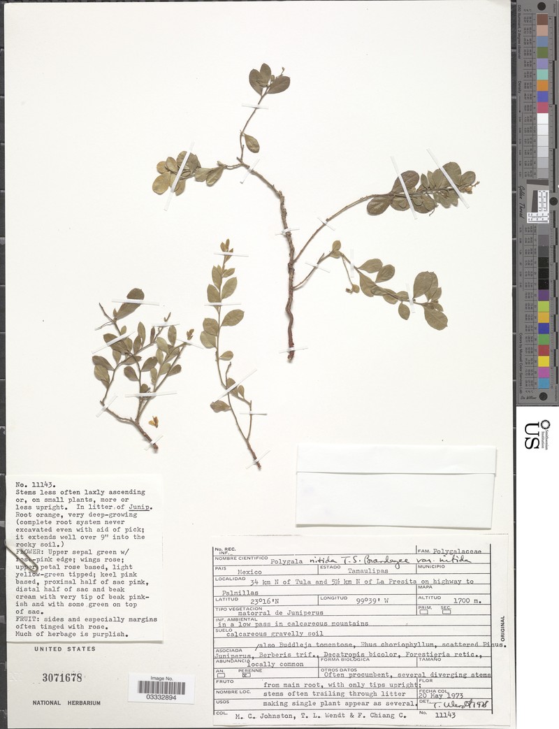 Rhinotropis nitida var. nitida