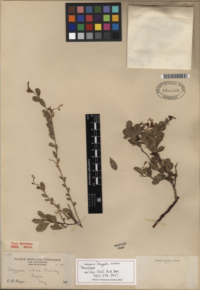 Rhinotropis nitida var. nitida photo 2