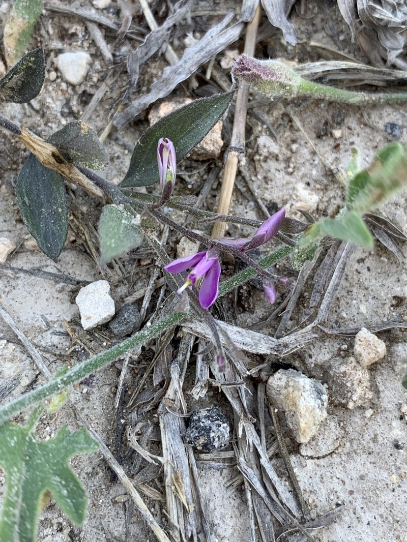 Rhinotropis nitida var. tamaulipana
