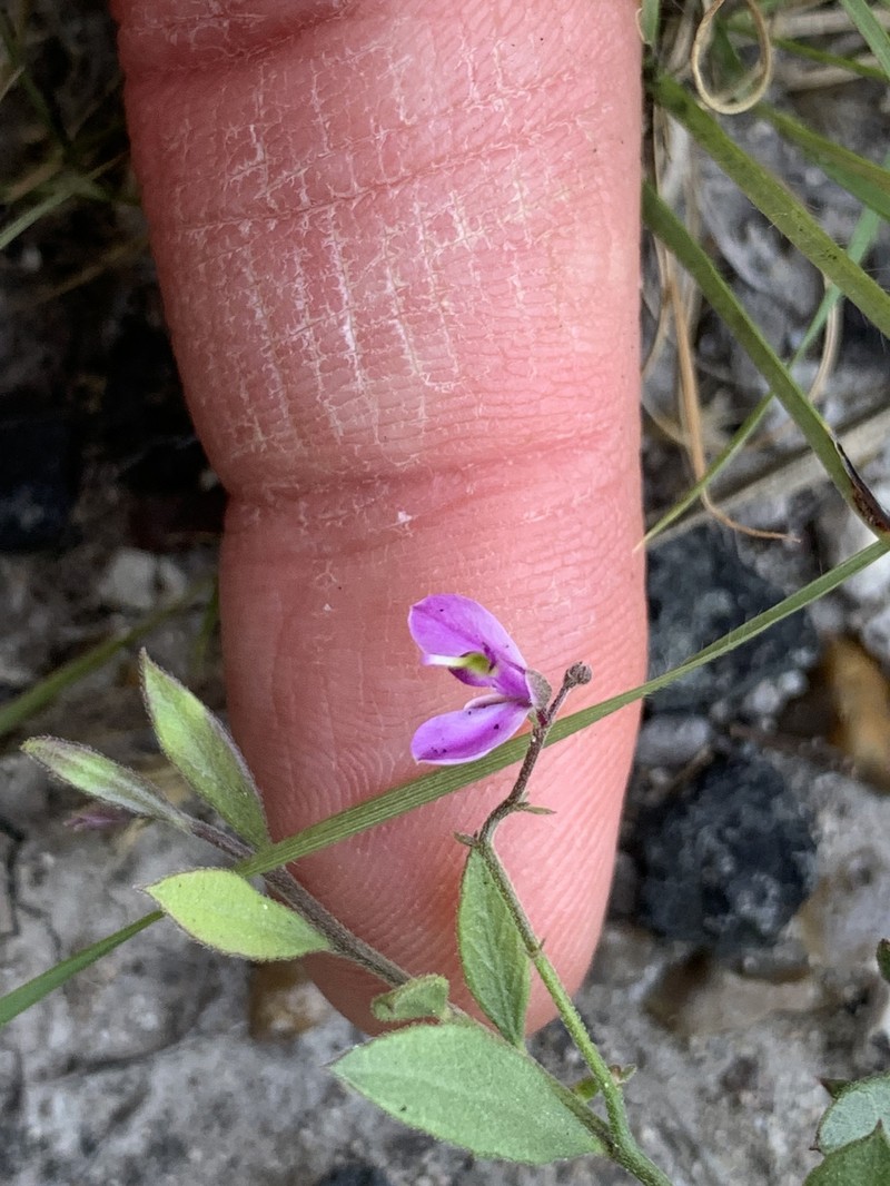 Rhinotropis nitida var. tamaulipana photo 2