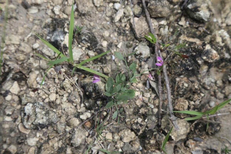 Rhinotropis nitida var. tamaulipana photo 4