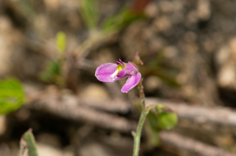 Rhinotropis nitida var. tamaulipana photo 5
