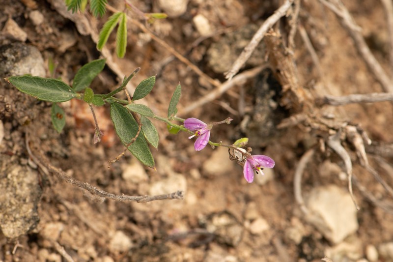 Rhinotropis nitida var. tamaulipana photo 6