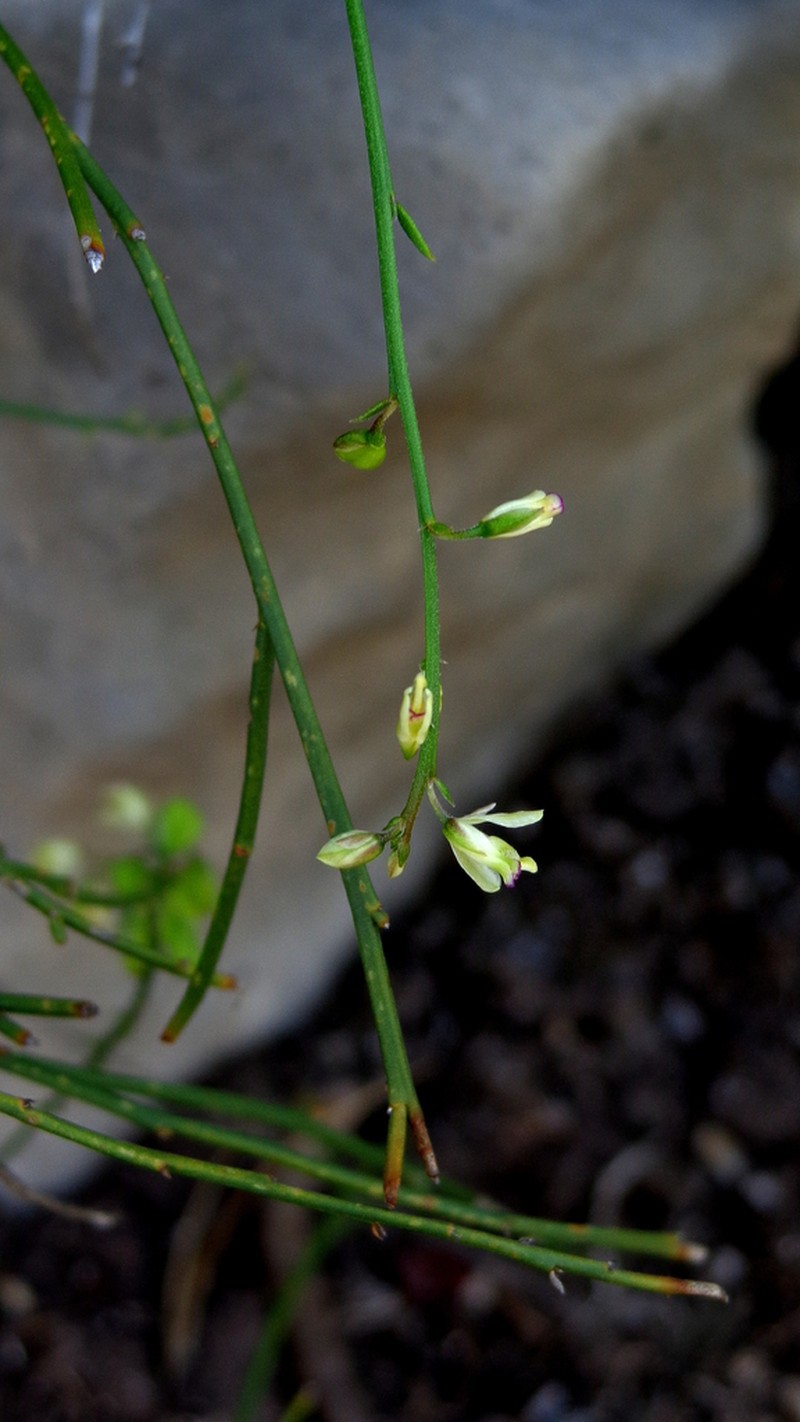 Smallflower Milkwort