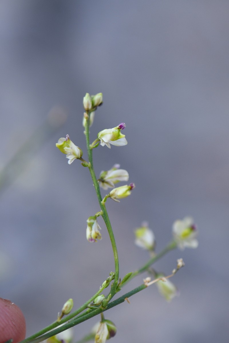 Smallflower Milkwort photo 2