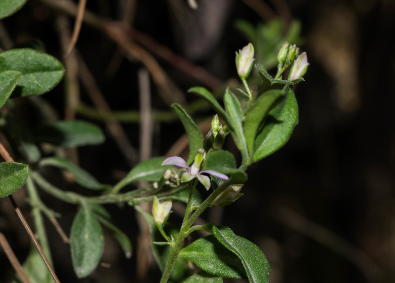 Rhinotropis parryi photo 3
