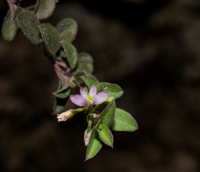 Rhinotropis parryi photo 4