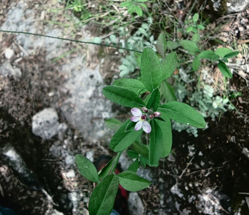Rhinotropis purpusii photo 2