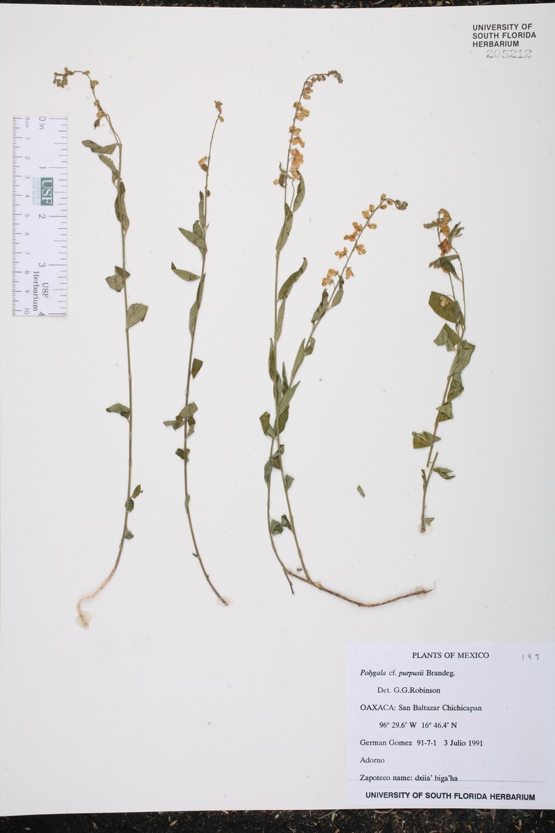 Rhinotropis purpusii photo 3