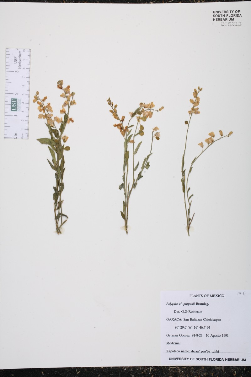 Rhinotropis purpusii photo 4