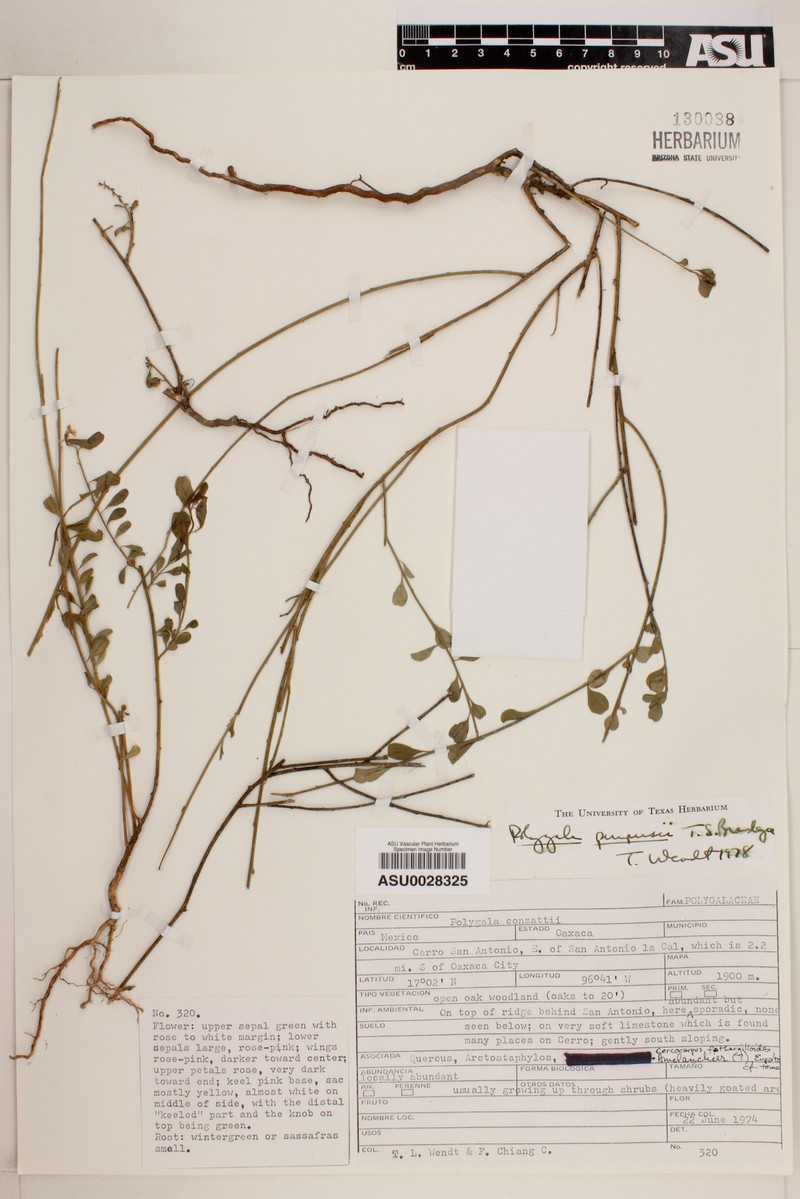 Rhinotropis purpusii photo 5